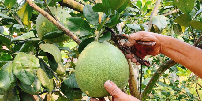 Bưởi da xanh độc, lạ ở Bến Tre, Bà Rịa-Vũng Tàu “cháy hàng” xuất sang Mỹ, Trung Quốc dịp Tết Giáp Thìn 2024